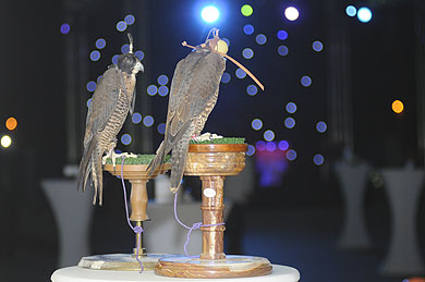 Falconry Display